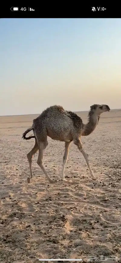 حوار لباني العمر 5 شهور index