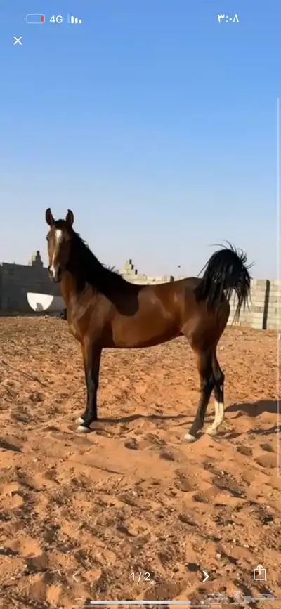 فرس 0