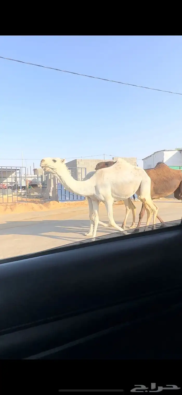 بكار ثنتين 1