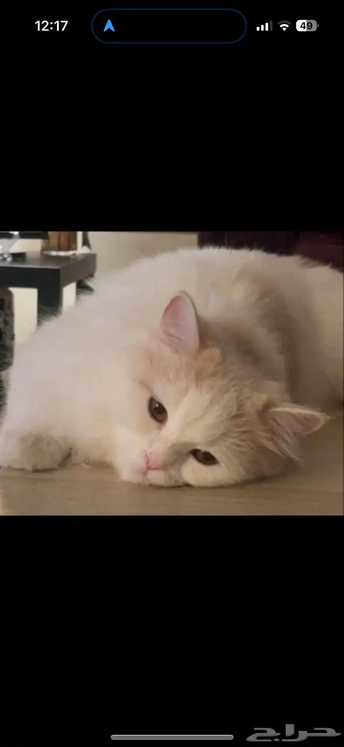 قطة انثى 2
