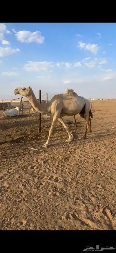 للبيع عشرا تحتها بكره عونيه index