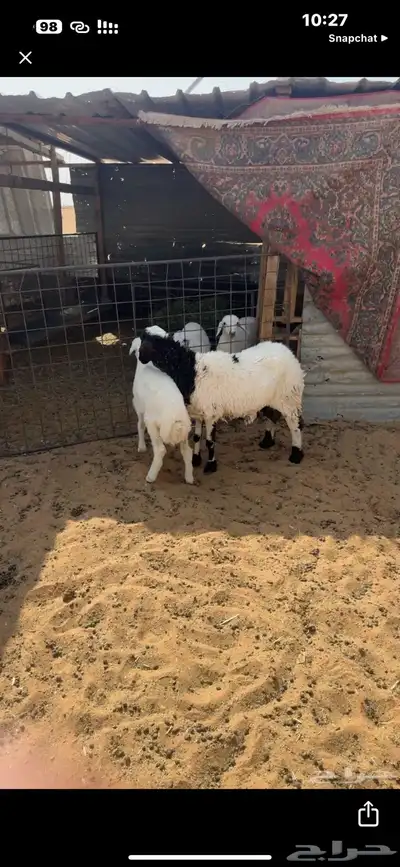 للبيع شاه رفيديه مهجنه 0
