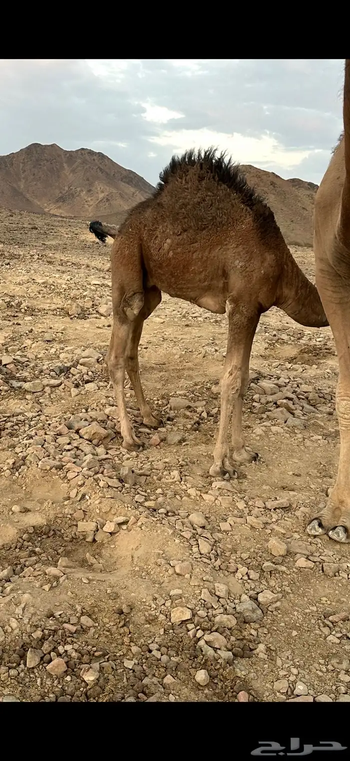 قعودلباني 1