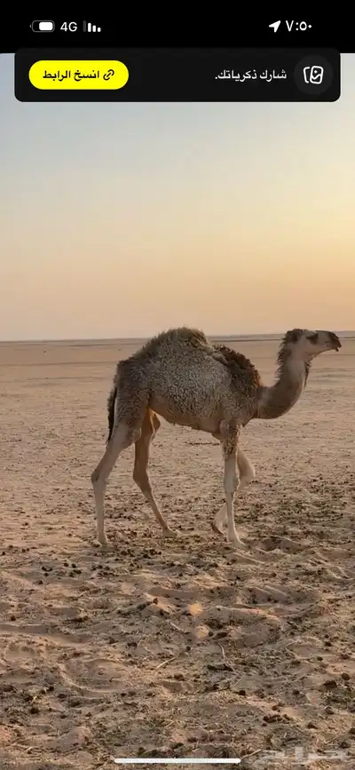 حوار لباني العمر 5 شهور index