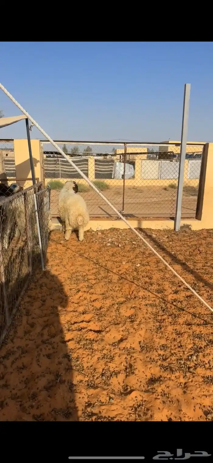 خروف نعيمي 4