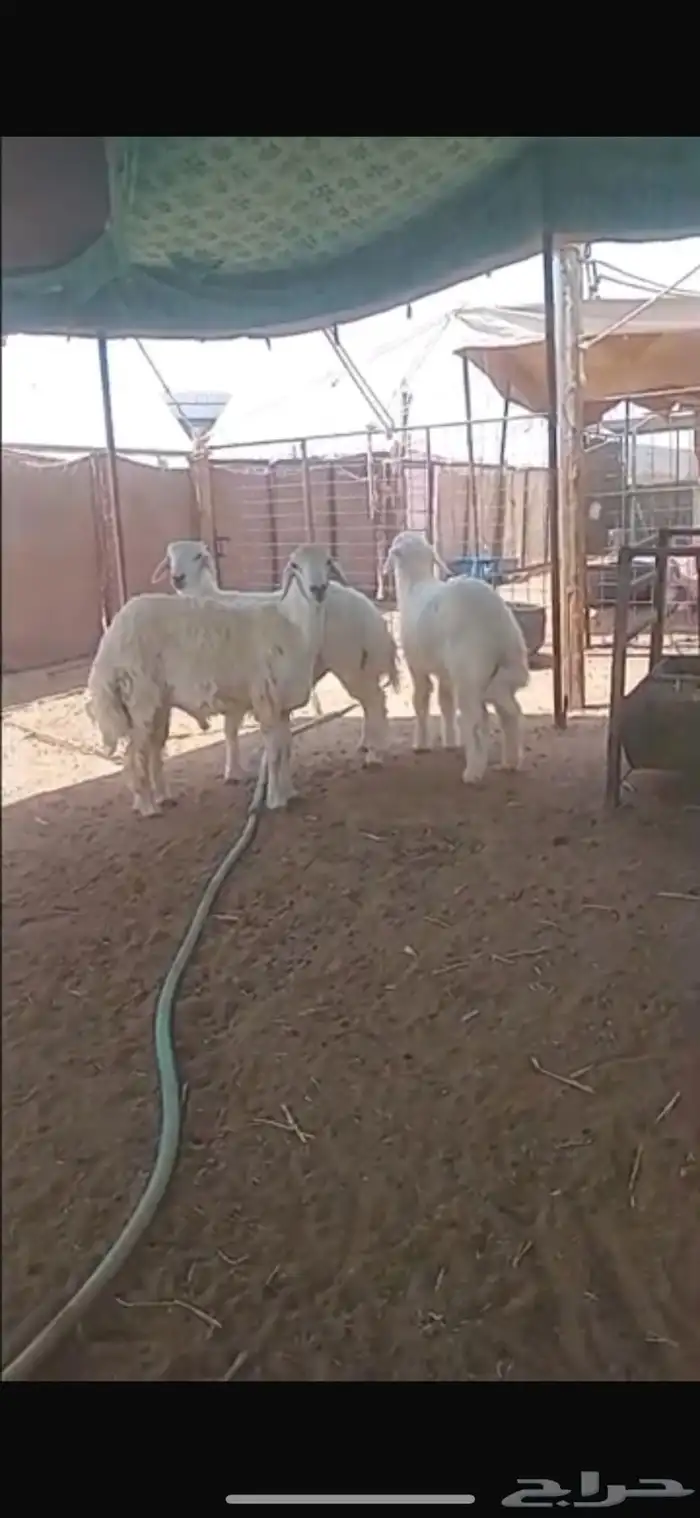 ذبايح خرفان حري 2