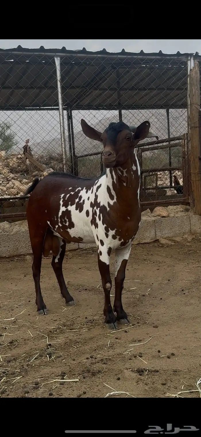 تيس امرخ مأصل 2