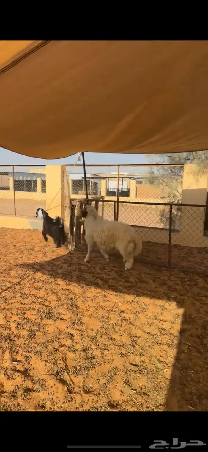 خروف نعيمي 5