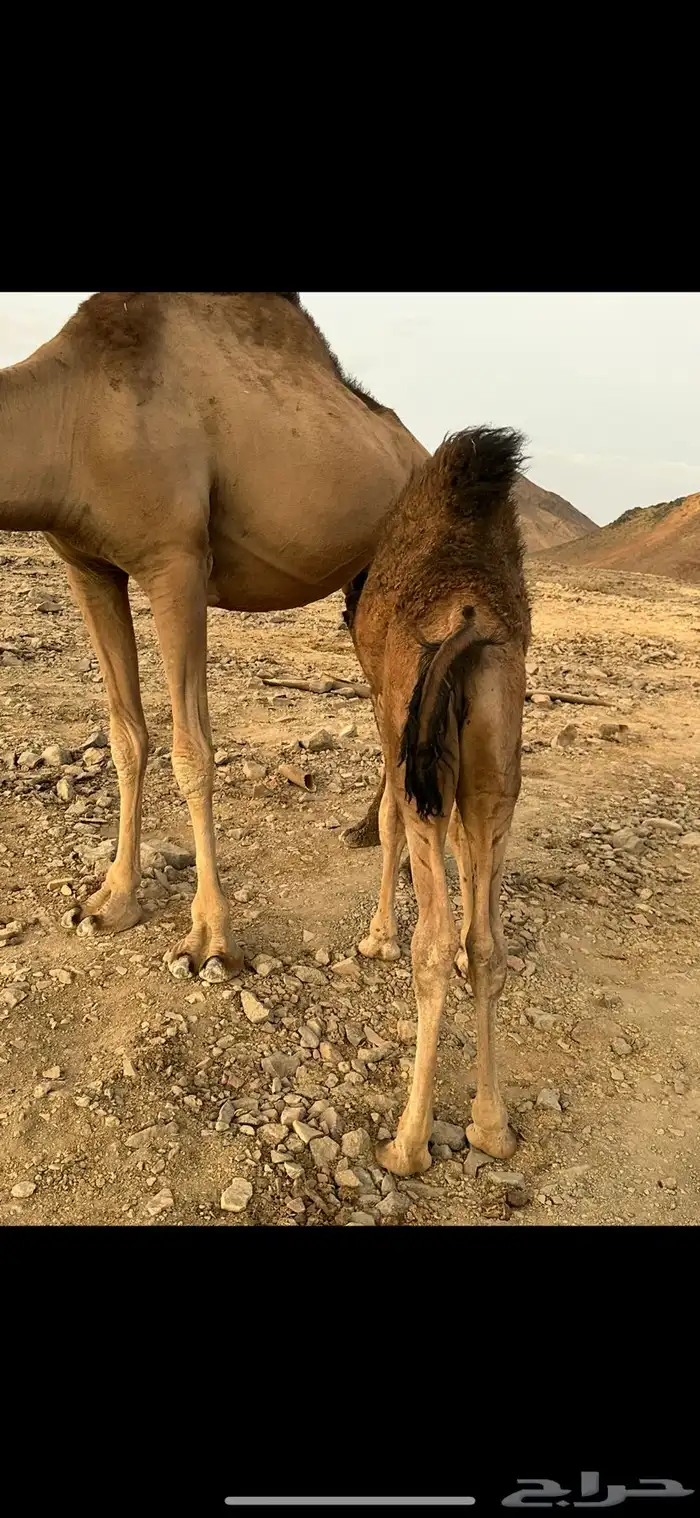 قعودلباني 2