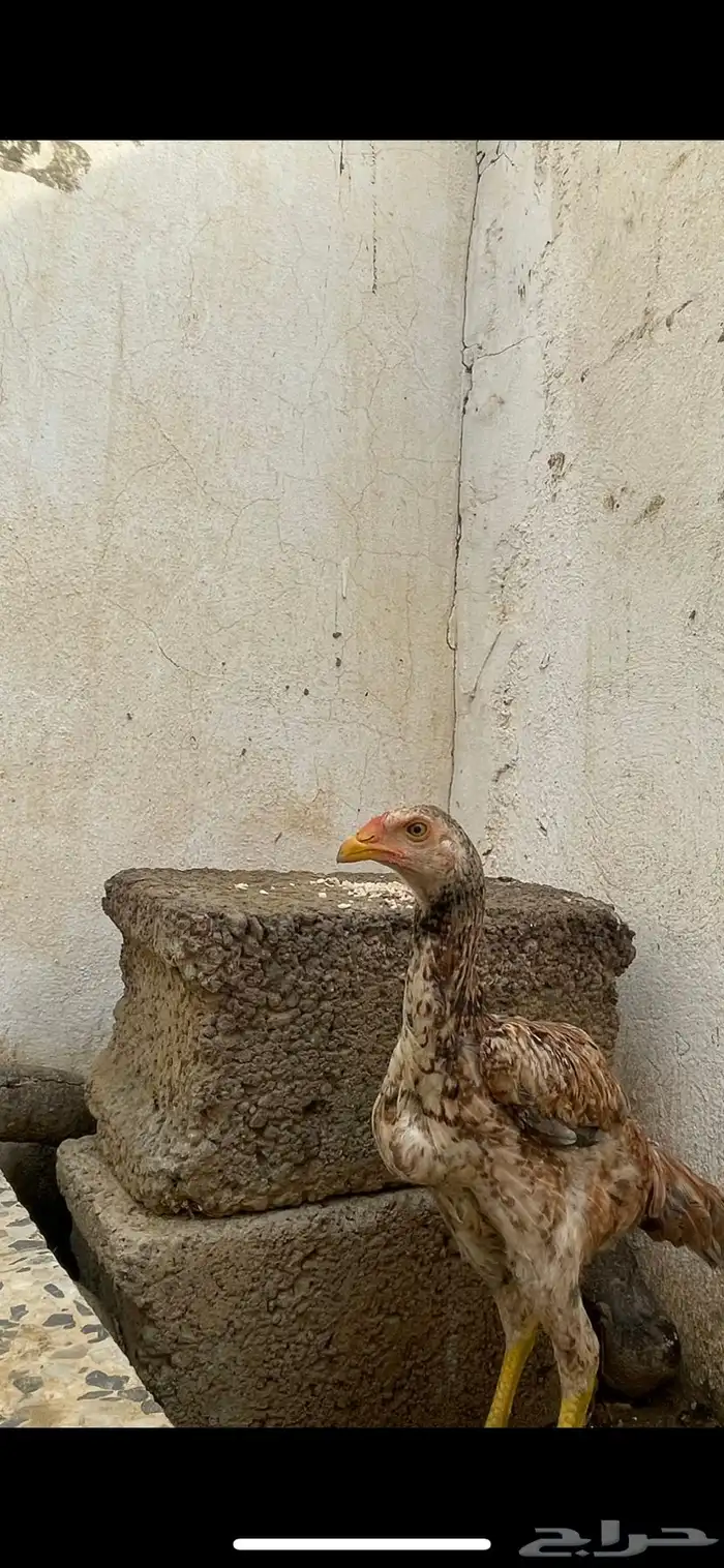 فروخ باكستاني سندي 2