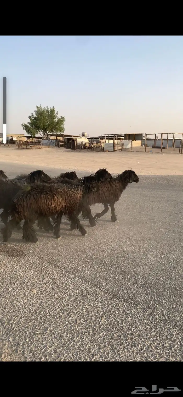 غنم عرب شباب 2