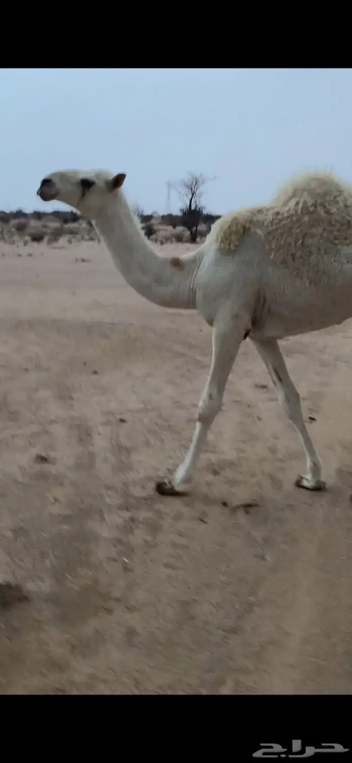 عشرا تحتها بكره كفو وناقه طيب و منتج 3