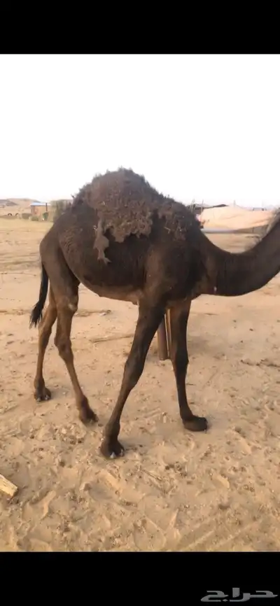 قعود كفو فل تحت امه index