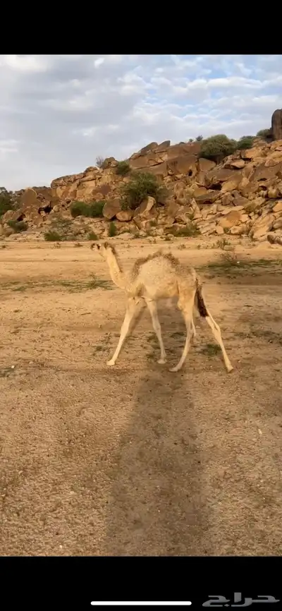 قعود index