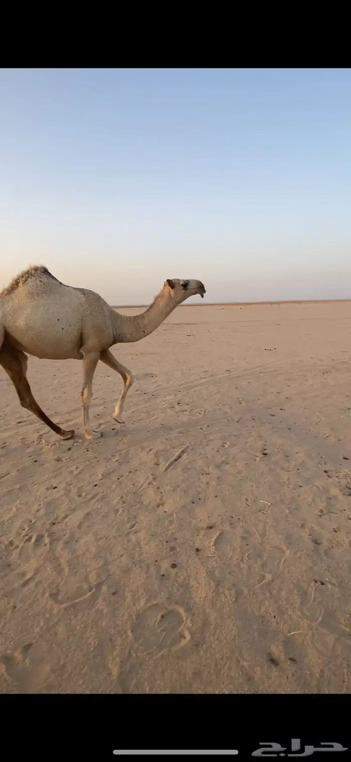 للبيع الشقحاء الكفوو 1