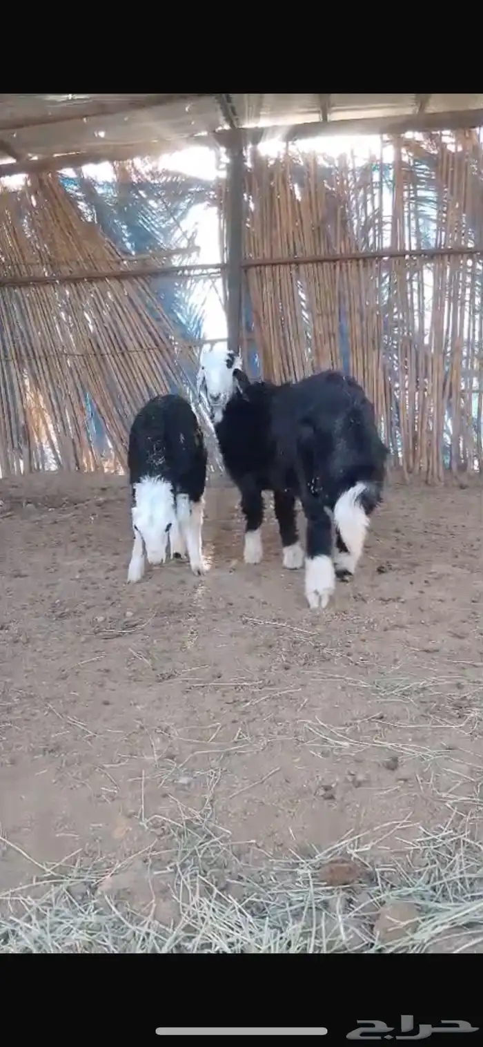 طليان نجد طيبه 4