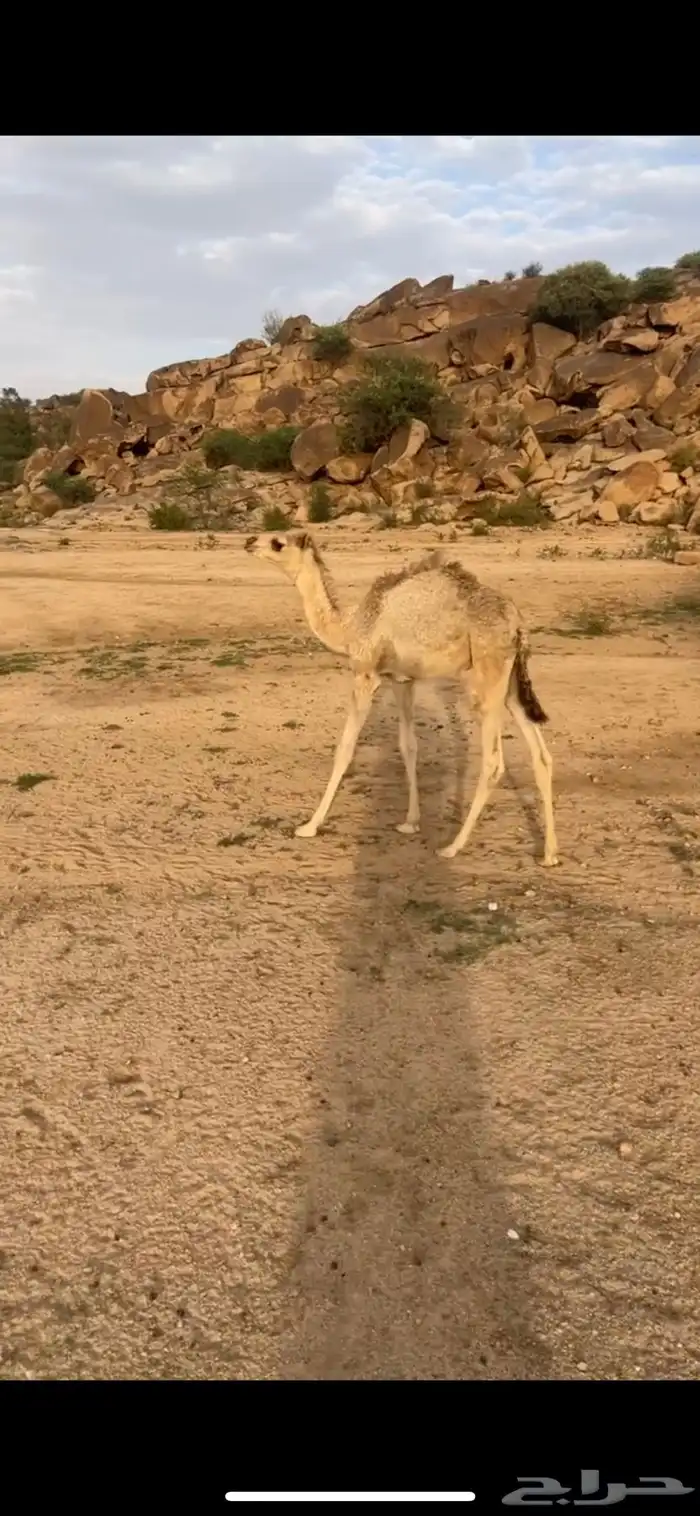 قعود 1