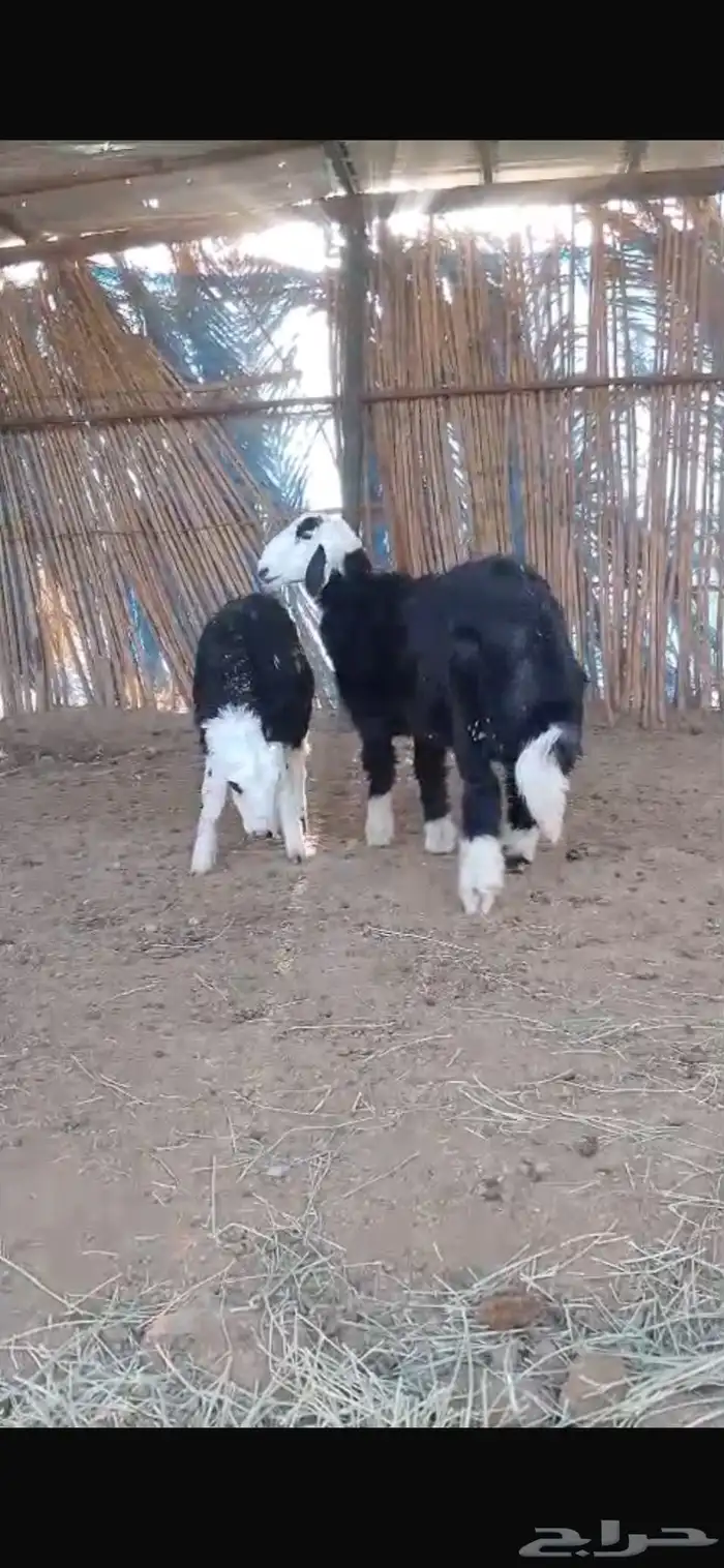 طليان نجد طيبه 5