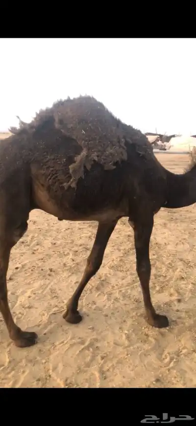 قعود كفو فل تحت امه index