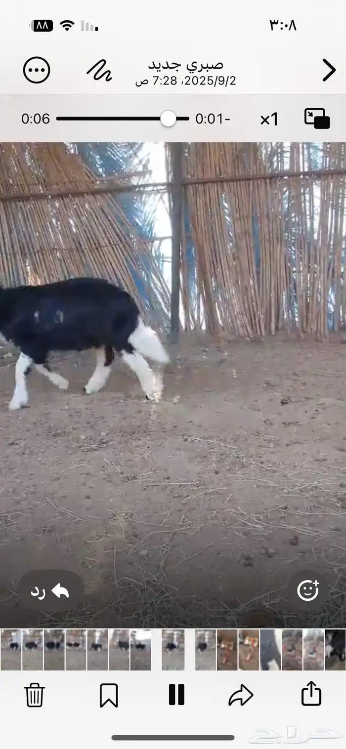 طليان نجد طيبه 3