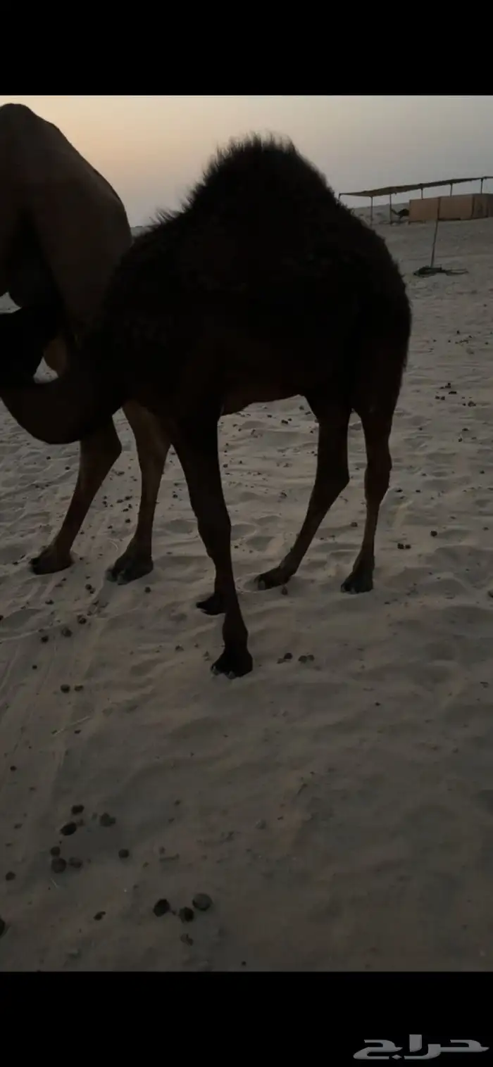 حوار فل الفل طايش مجهم 0