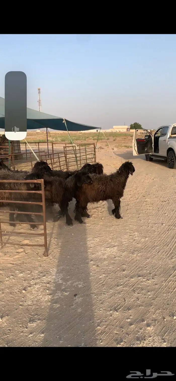 غنم عرب شباب 3
