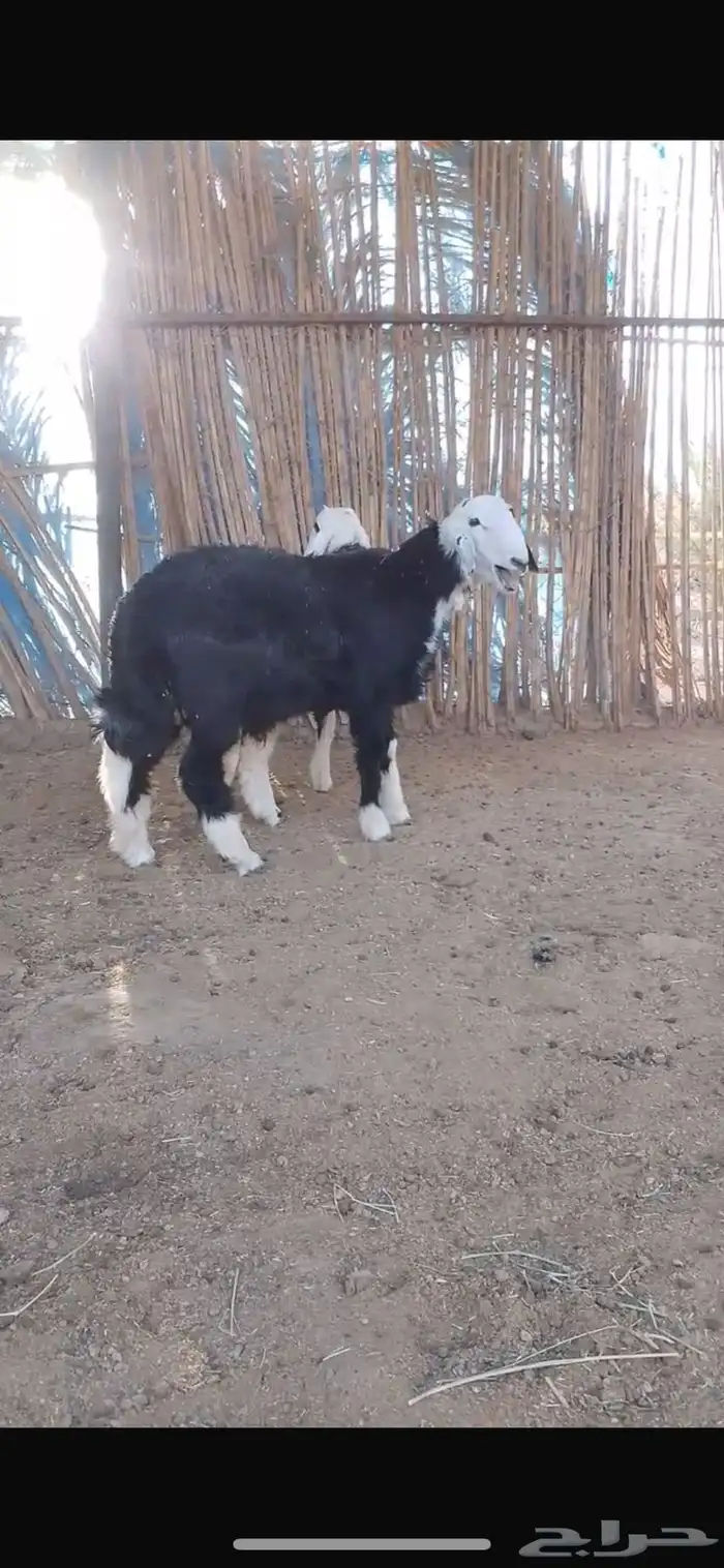 طليان نجد طيبه 1