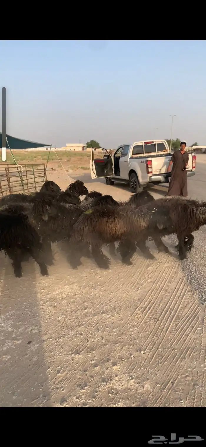 غنم عرب شباب 0