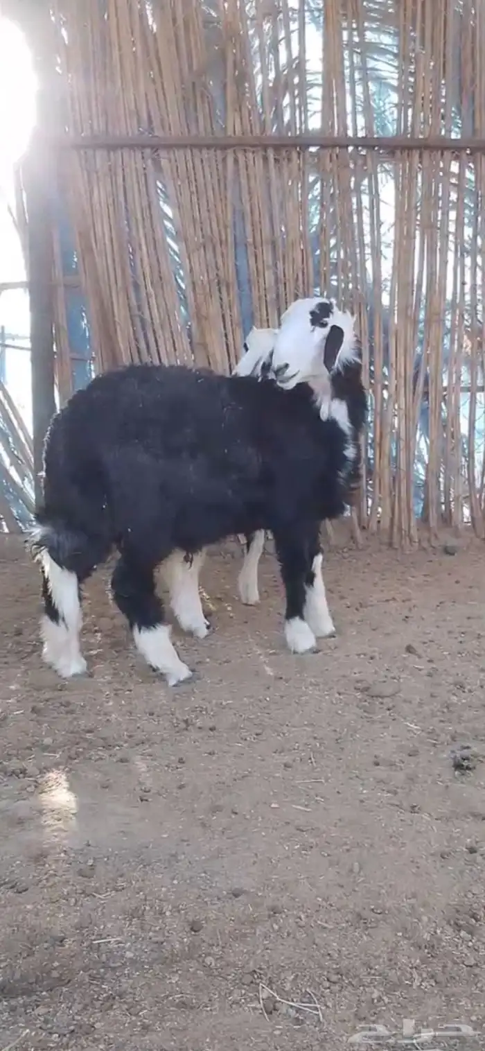 طليان نجد طيبه 2