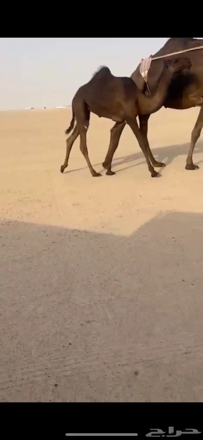 عشرا تحتها بكره فرديه طيبه 1