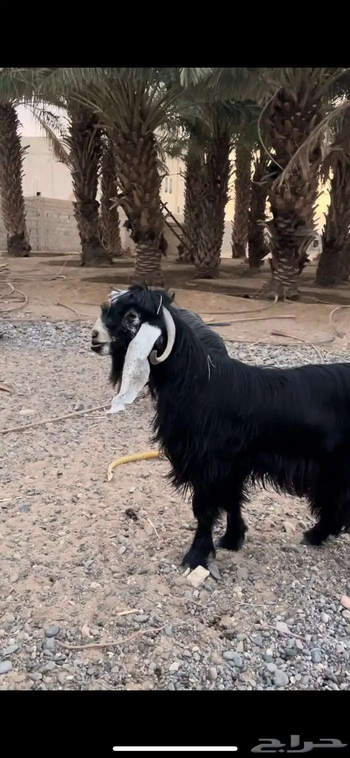 تيس عارضي سن رباع مشروط 0
