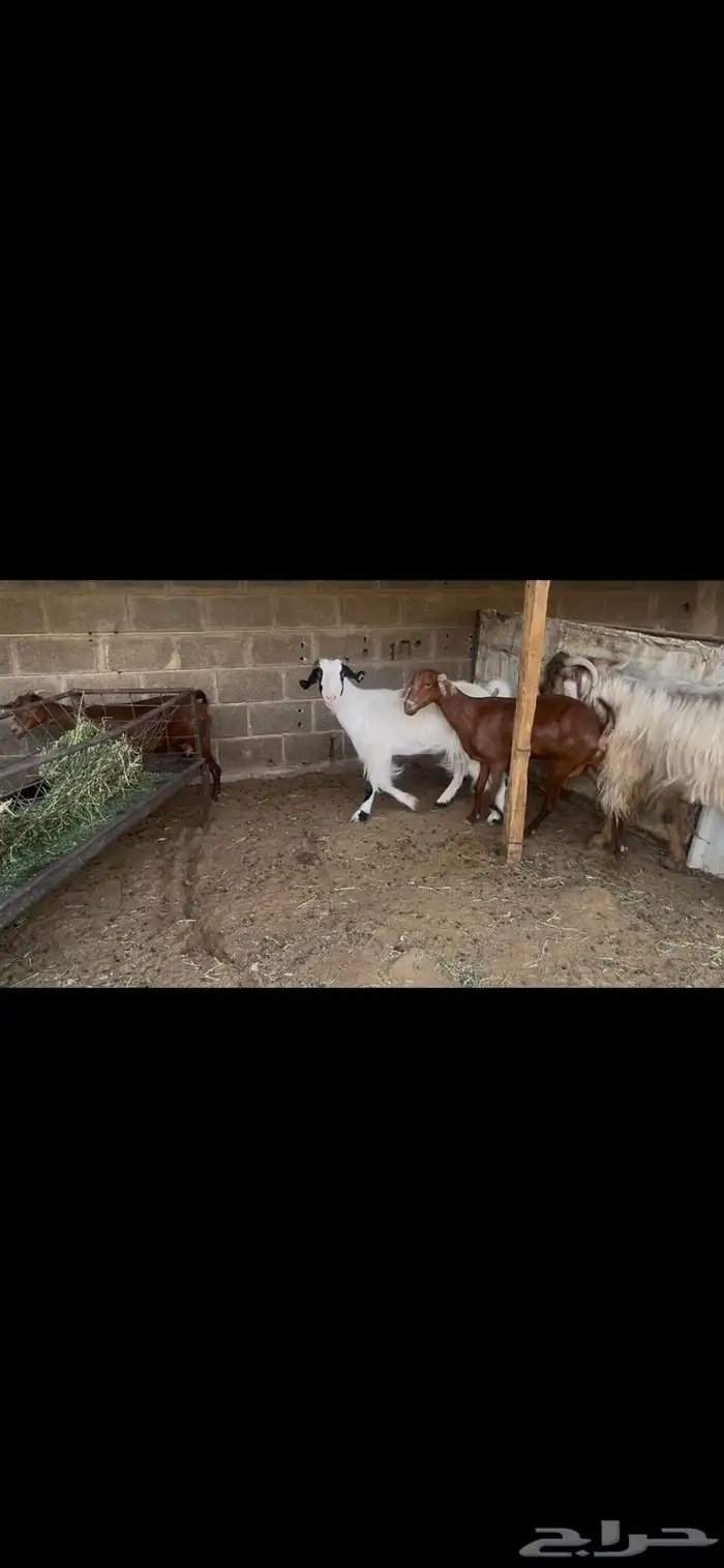معزا للبيع 9