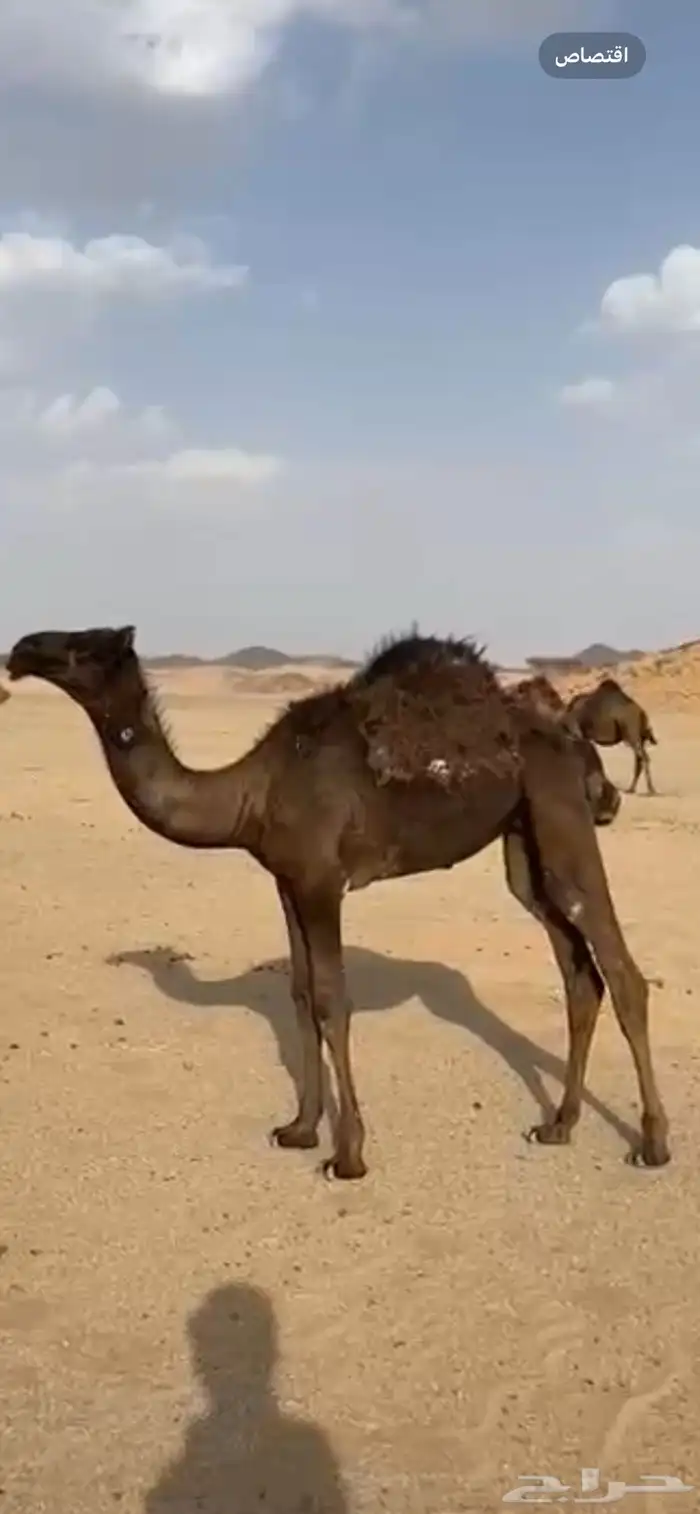 بكره للبيع 0