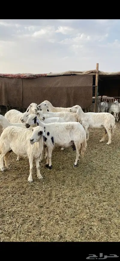 ضان حريات 0