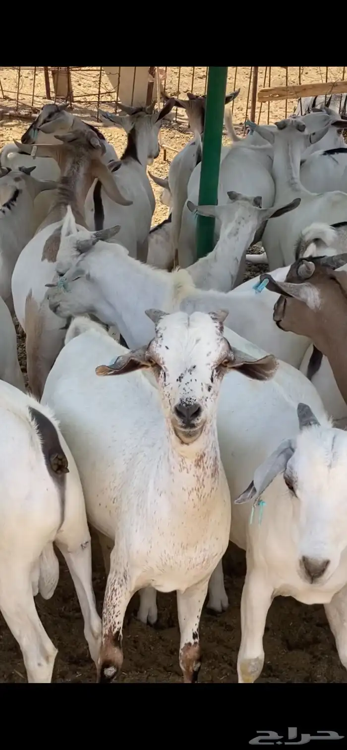 تيوس طيبة ما شاء الله 3
