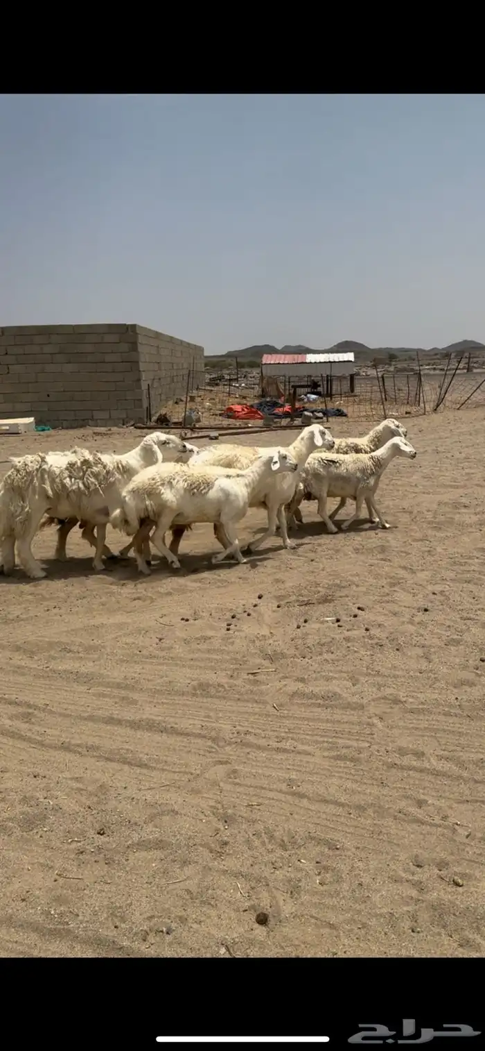 غنم صنف فواخر 0