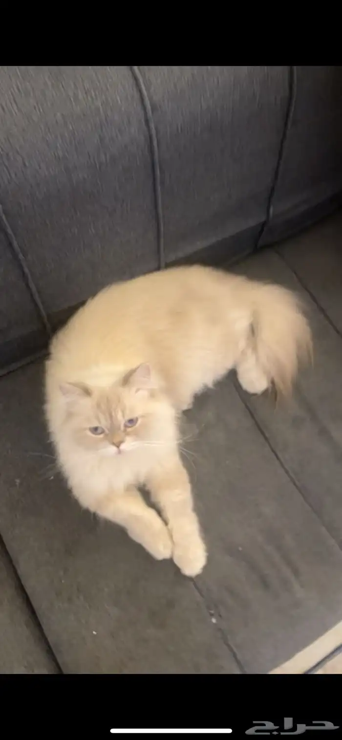 بسة نوعها هملايا 1