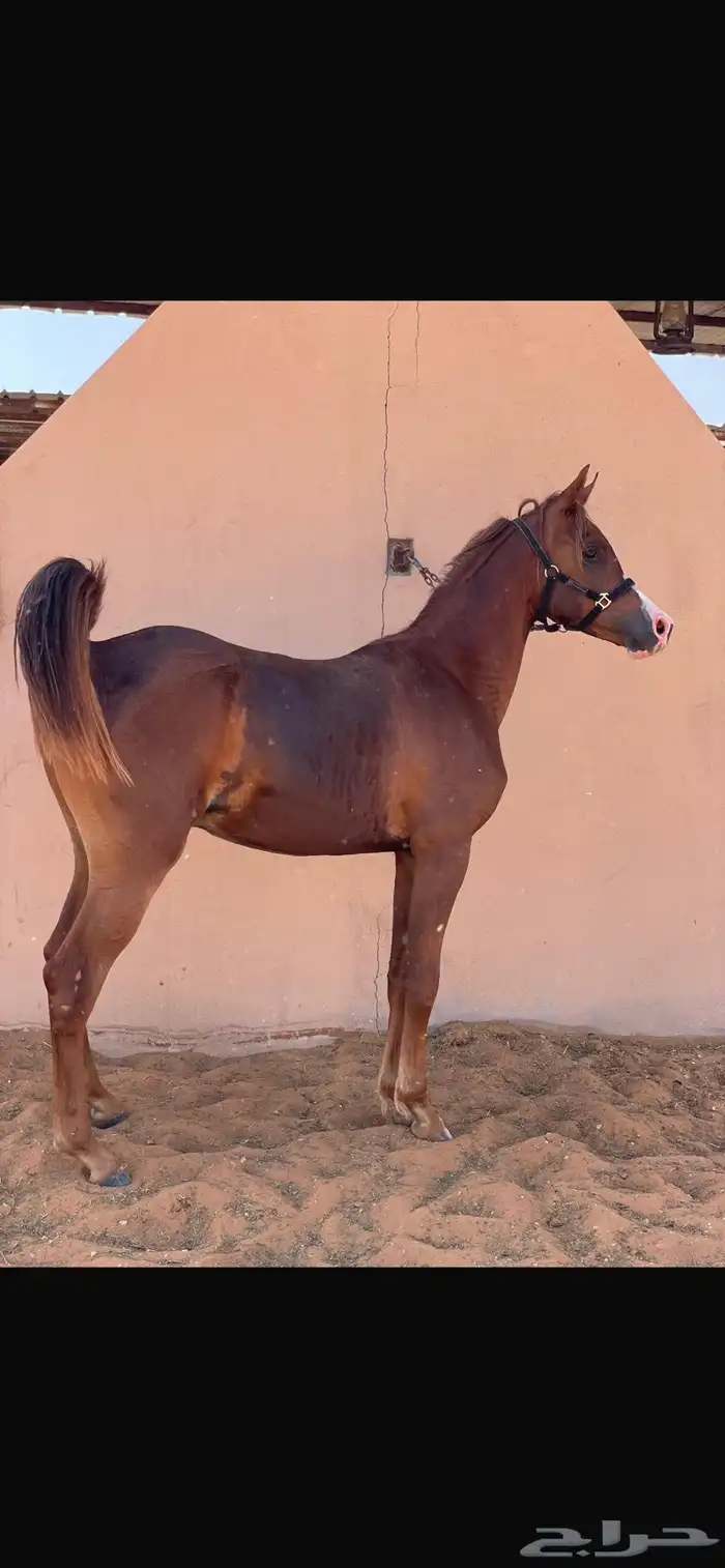 مهر واهو 0