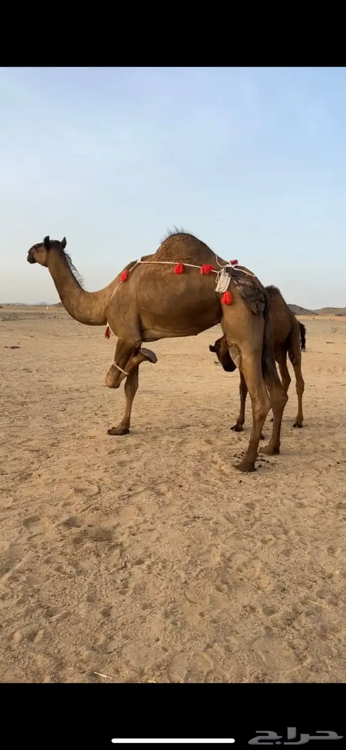 خلفه بكر رباع 0