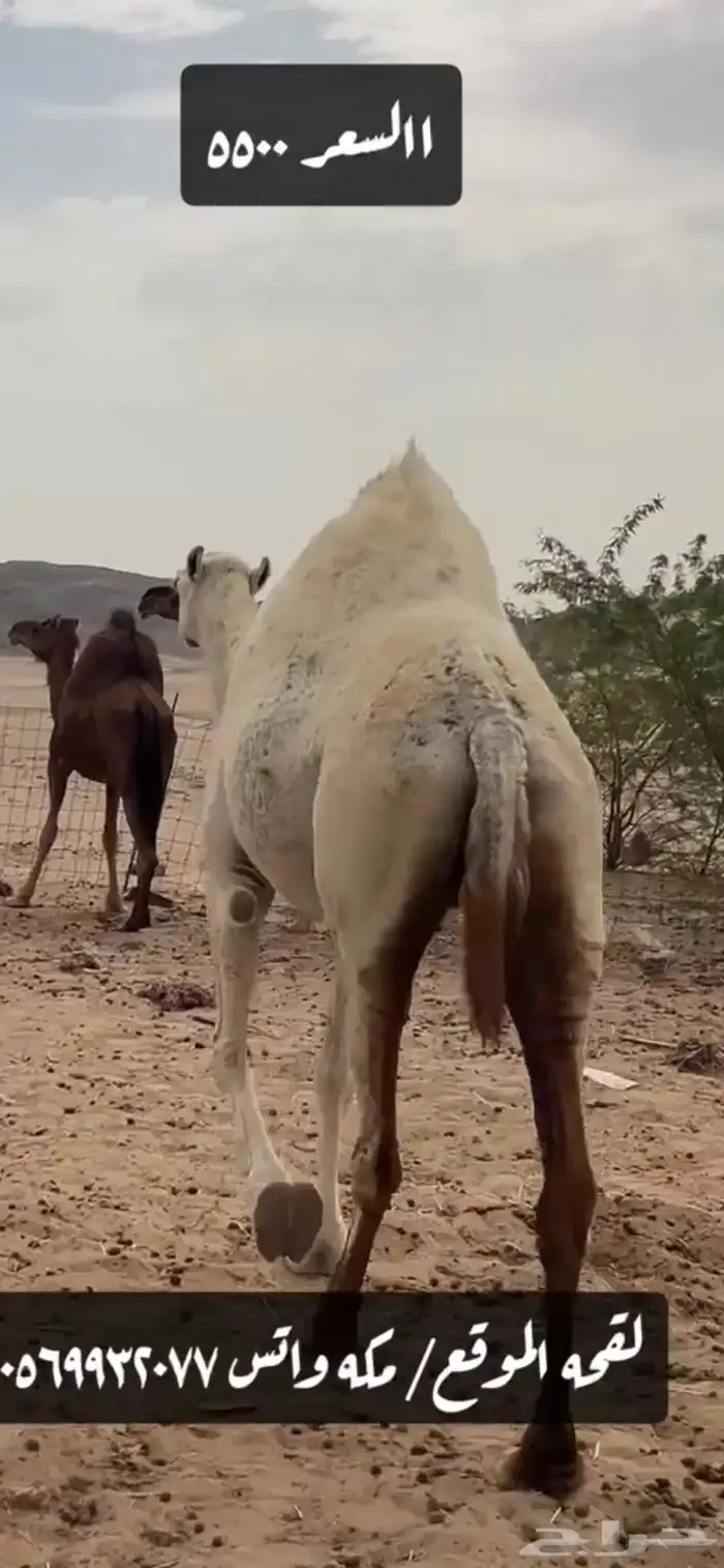 ناقه لقحه عفرا وضحا (( تم البيع )) 5