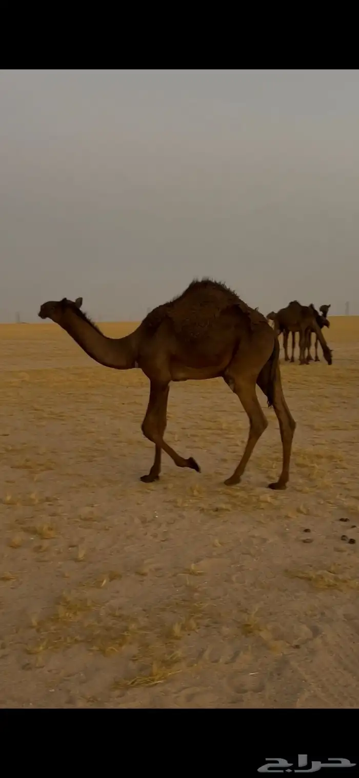 حاشي قصب الموقع الصداوي للبيع 1