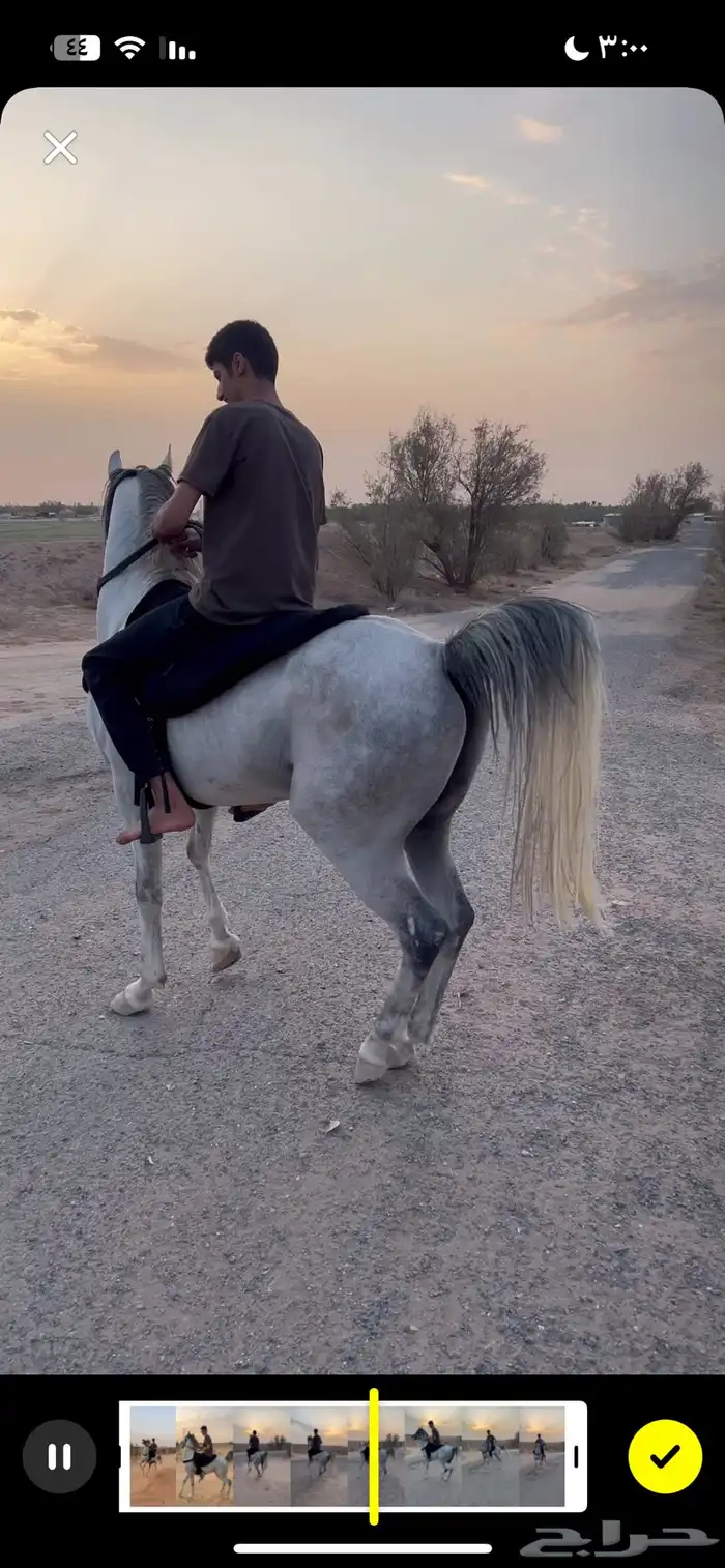 حصان شعبي 0