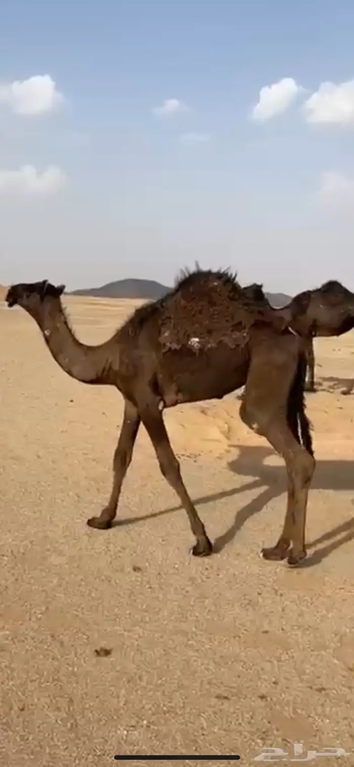 بكره للبيع 1