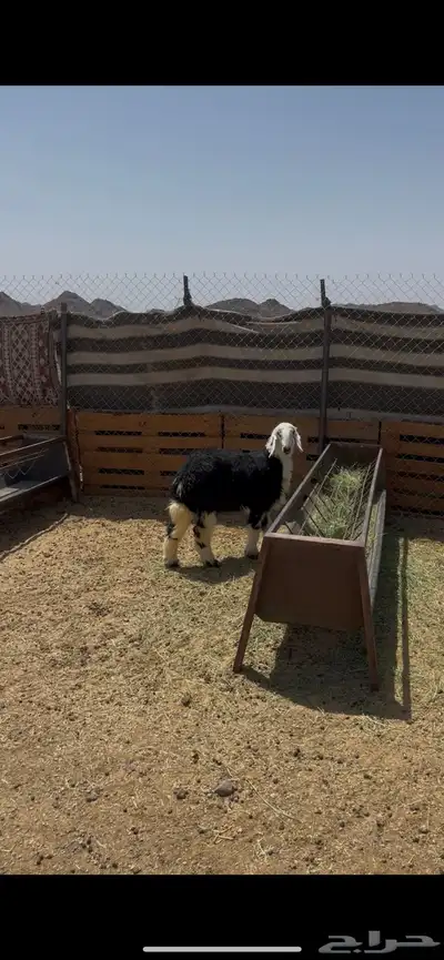 رخل نجدية طيبة 0