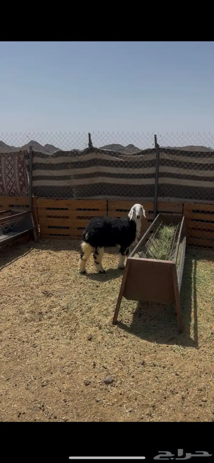 رخل نجدية طيبة 0