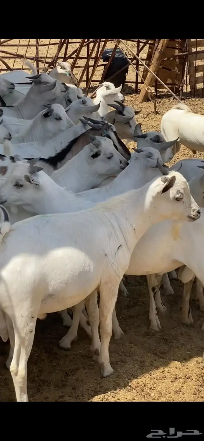تيوس طيبة ما شاء الله 4
