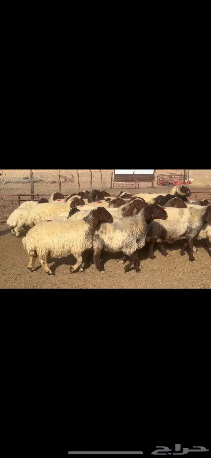 غنم نعيم صنف ودفيع 1