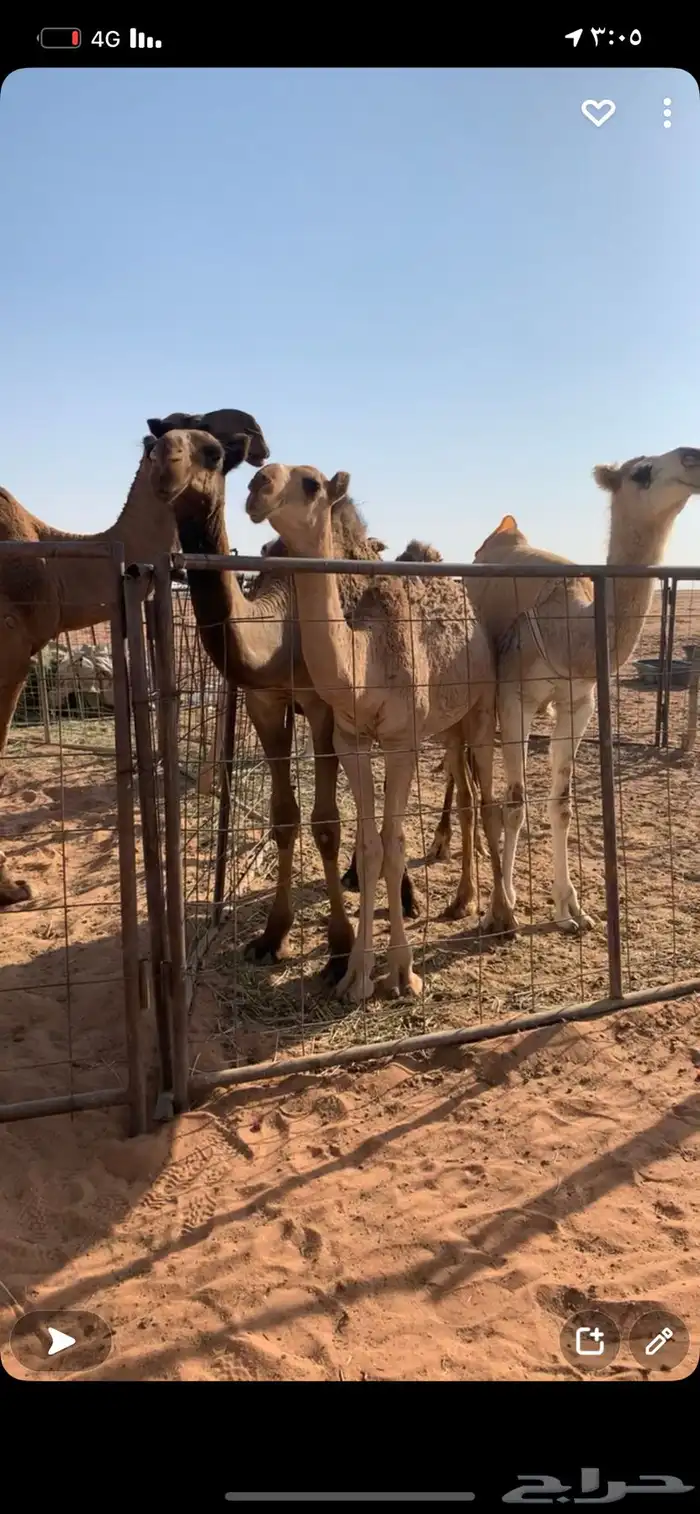 فحل اصفر منتج 7