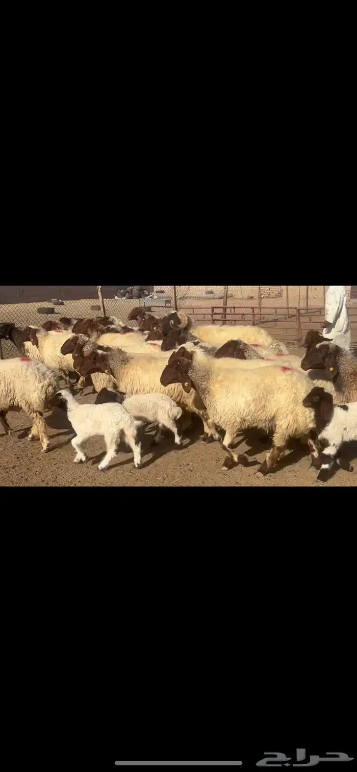 غنم نعيم صنف ودفيع 3