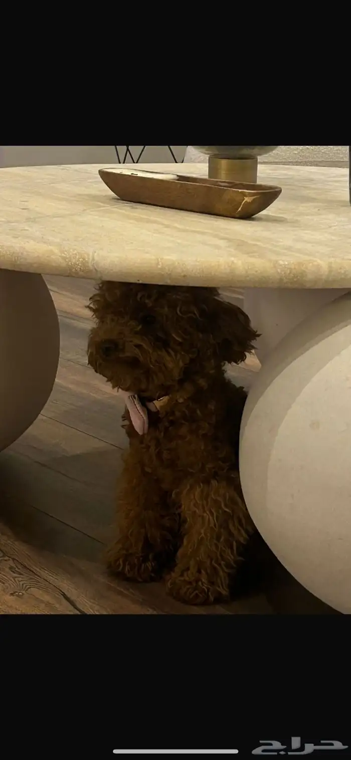 للبيع أنثى Toy Poodle مدربة وأليفة 6